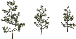 Pine Sapling Small