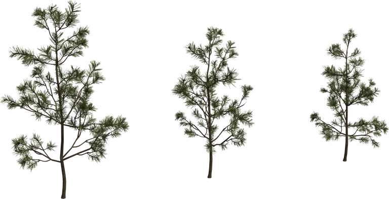 Pine Sapling Small