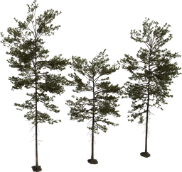 Pine Tree 01