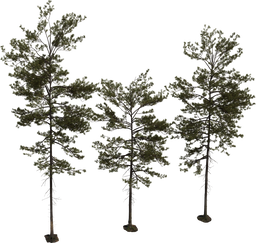 Pine Tree 01
