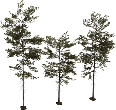 Pine Tree 01