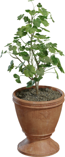 Potted Plant 01 — free food & plants CC0 3D model