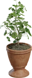 Potted Plant 01