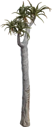 Quiver Tree 01