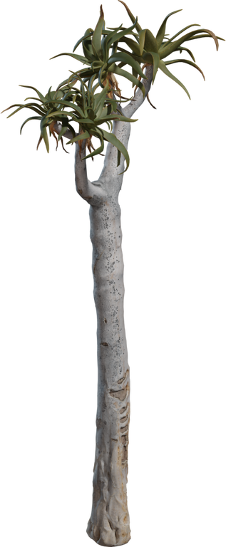 Quiver Tree 01