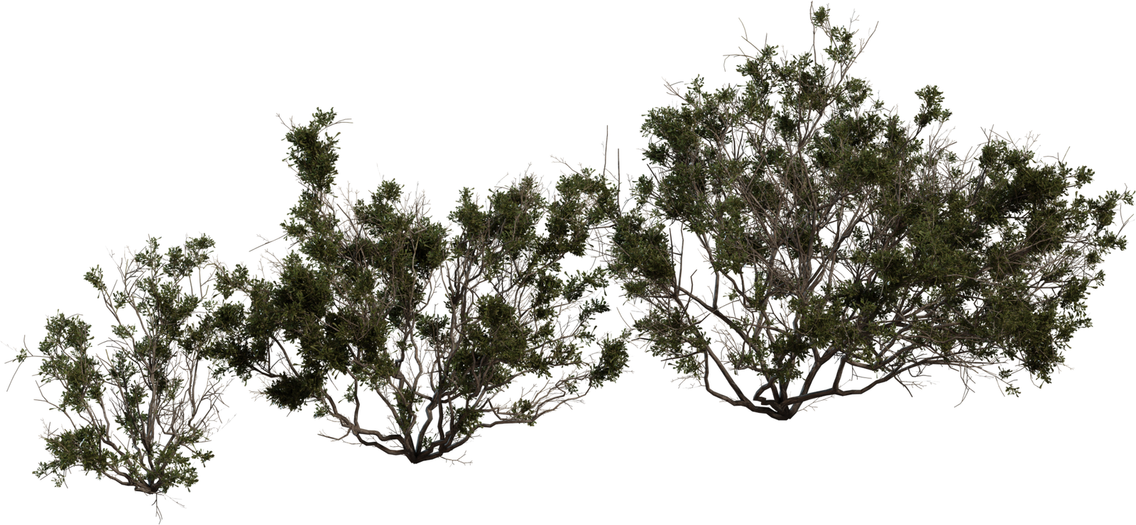 卡鲁地区 · Searsia Burchellii · 模型（Searsia Burchellii）