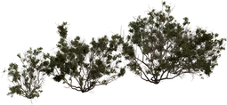 Searsia Burchellii