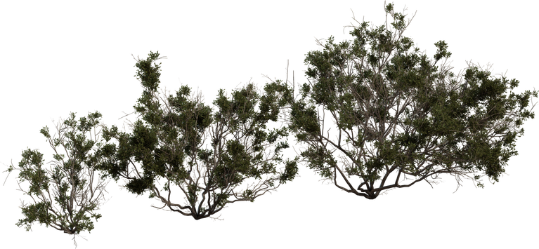 Searsia Burchellii