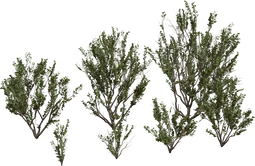 Searsia Lucida