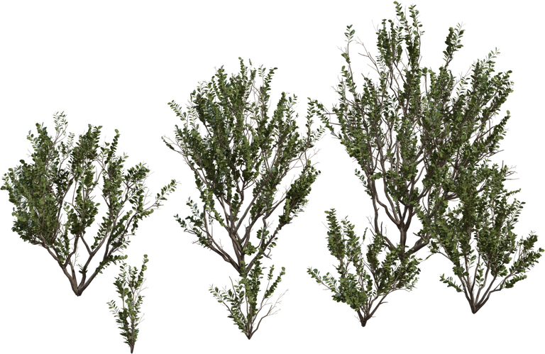 Searsia Lucida