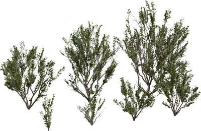 Searsia Lucida