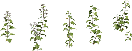 Shrub 01 — free food & plants CC0 3D model