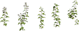 Shrub 01