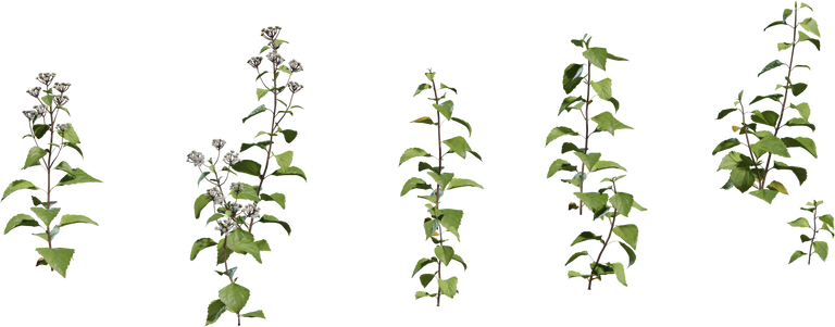 Shrub 01