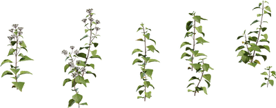 Shrub 01