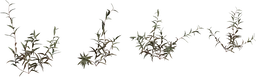Shrub 02