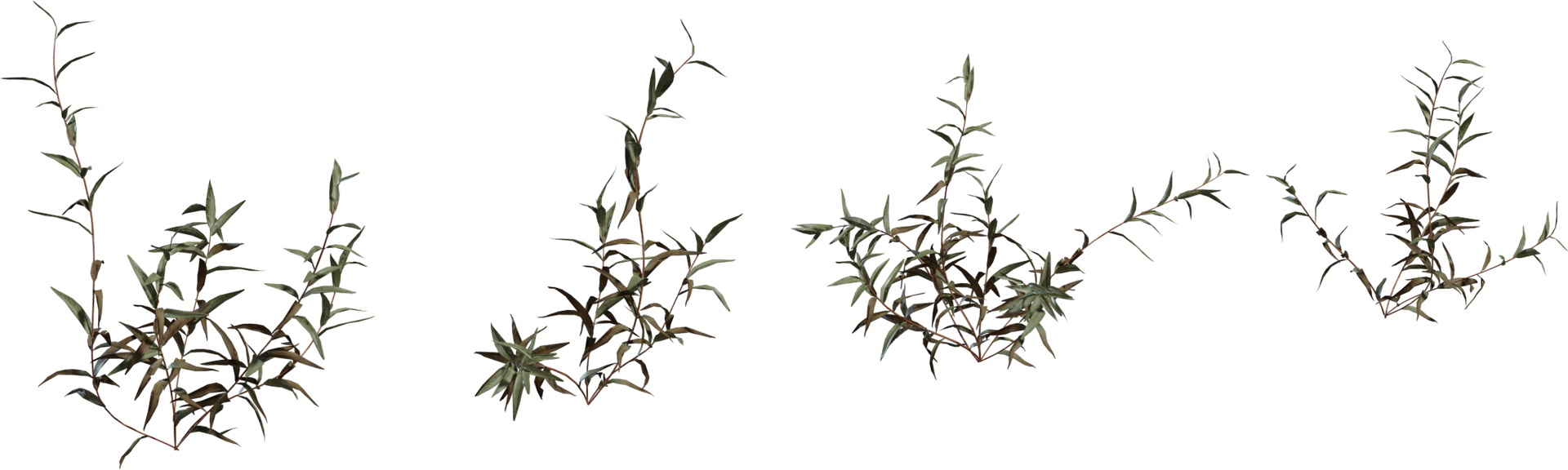 Shrub 02