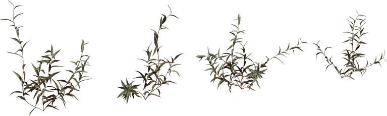 Shrub 02