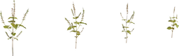 Shrub 03