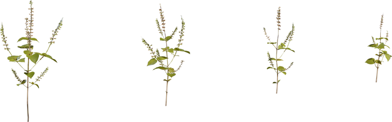 Shrub 03