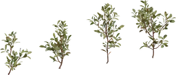 Shrub 04