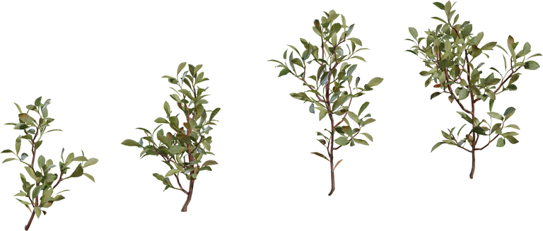 Shrub 04
