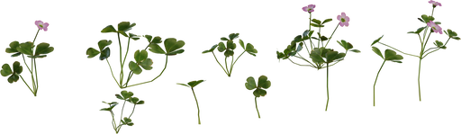 Shrub Sorrel 01 — free food & plants CC0 3D model
