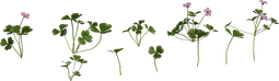 Shrub Sorrel 01