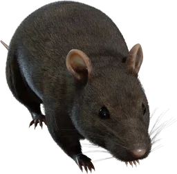 Street Rat