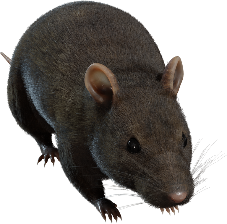 Street Rat