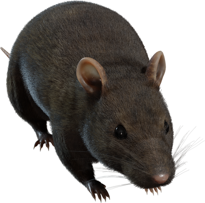 Street Rat