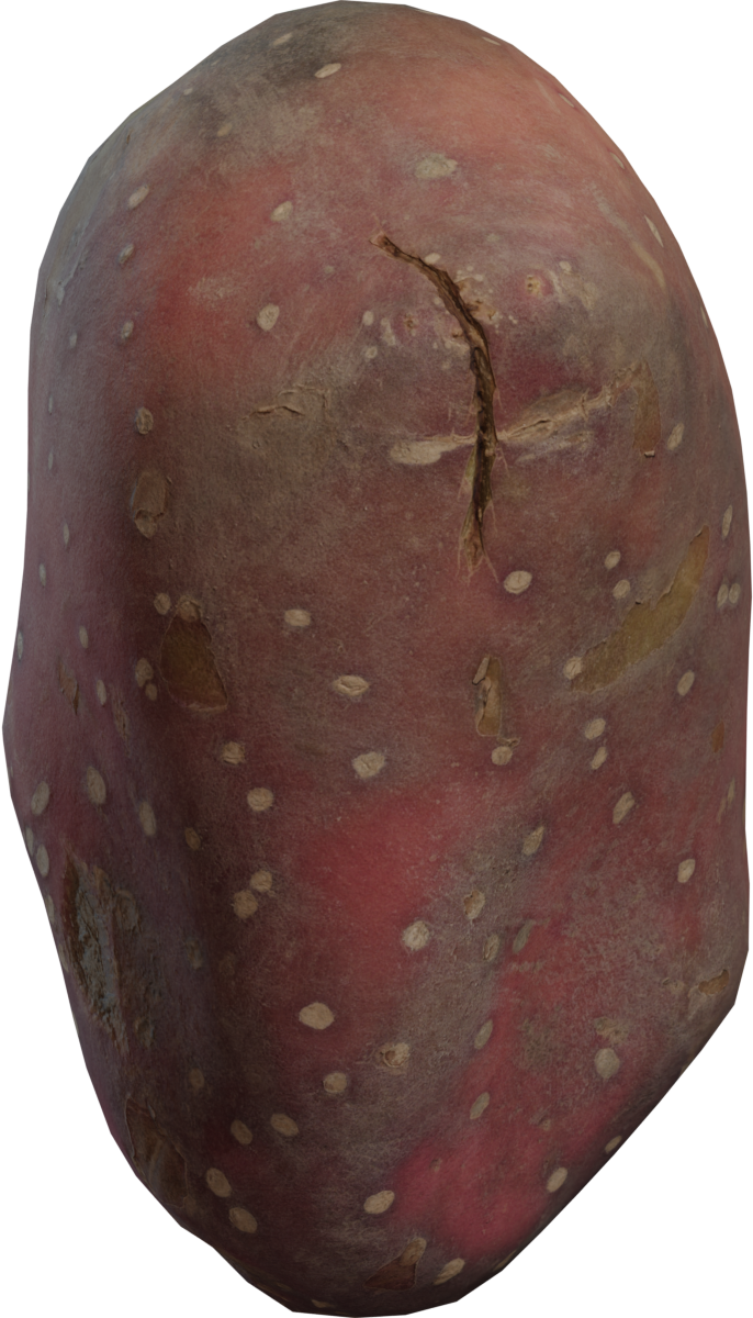 甜土豆 · 模型(Sweet Potato)