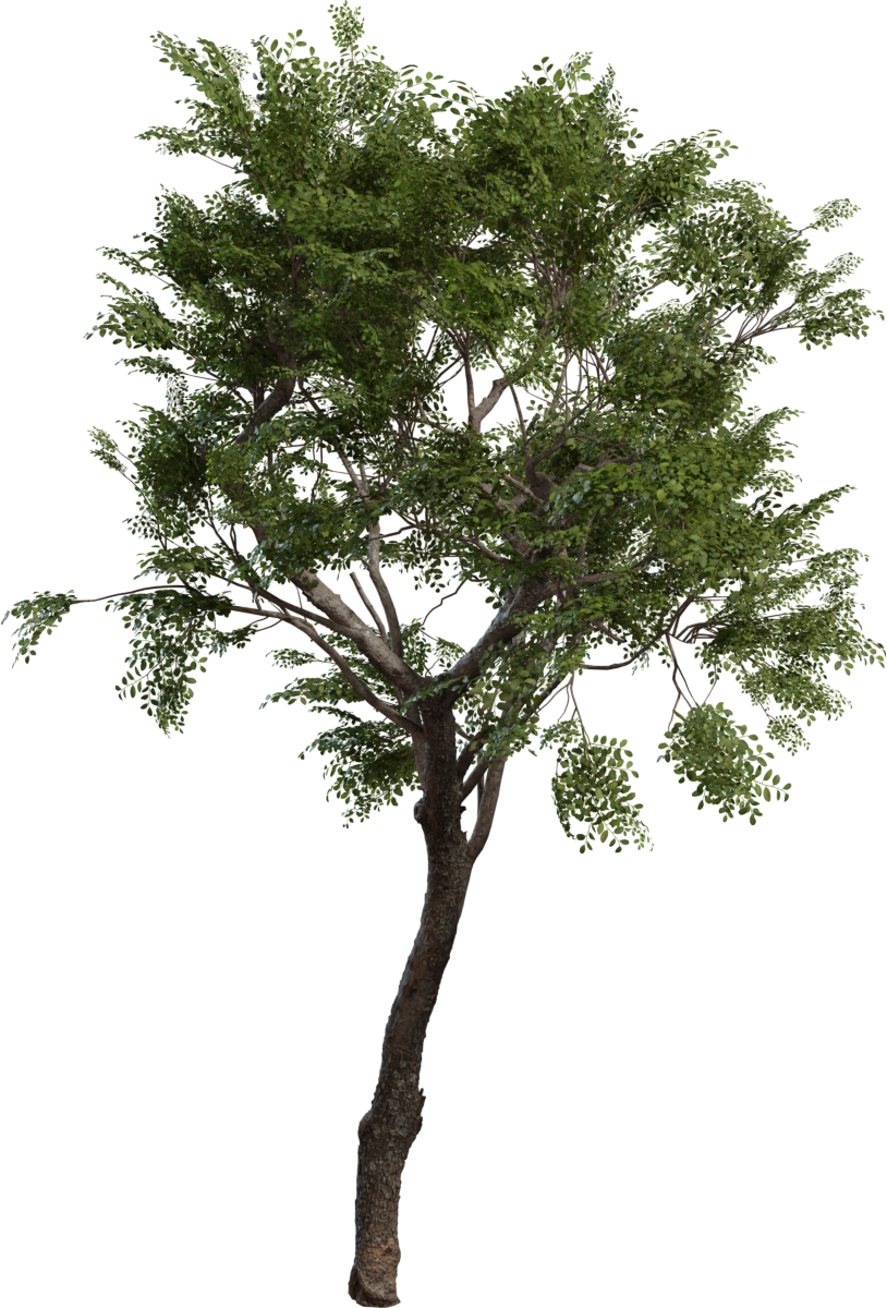 树木小型 02 · 模型（Tree Small 02）