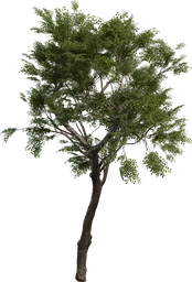 Tree Small 02