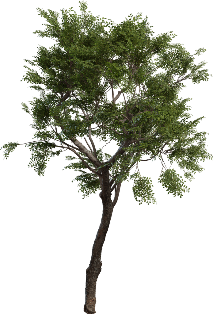 Tree Small 02