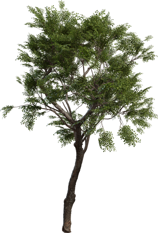 Tree Small 02 preview
