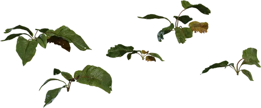 Weed Plant 02 — free food & plants CC0 3D model