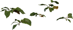 Weed Plant 02