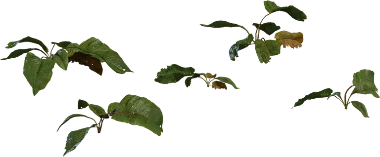 Weed Plant 02