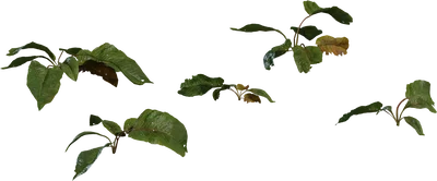 Weed Plant 02