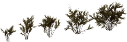 Wild Rooibos Bush