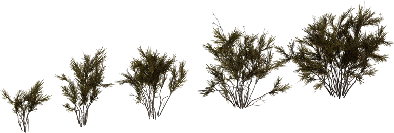 Wild Rooibos Bush