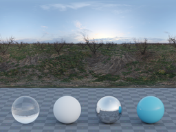 Winter Orchard